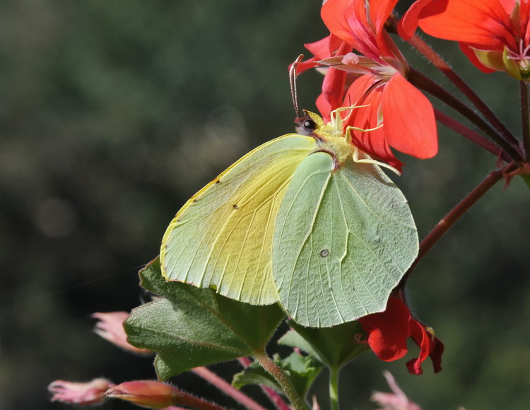 Gonepteryx rhamni ? No, Gonepteryx  cleopatra